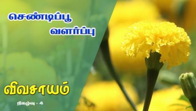 Photo of How to grow Chendi Flower Plant and get benefitted from it – Vivasayam #4